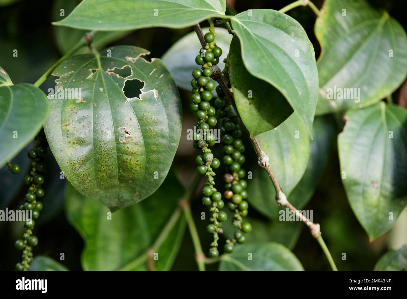 Frischer Pfefferkorn im Garten Stockfoto