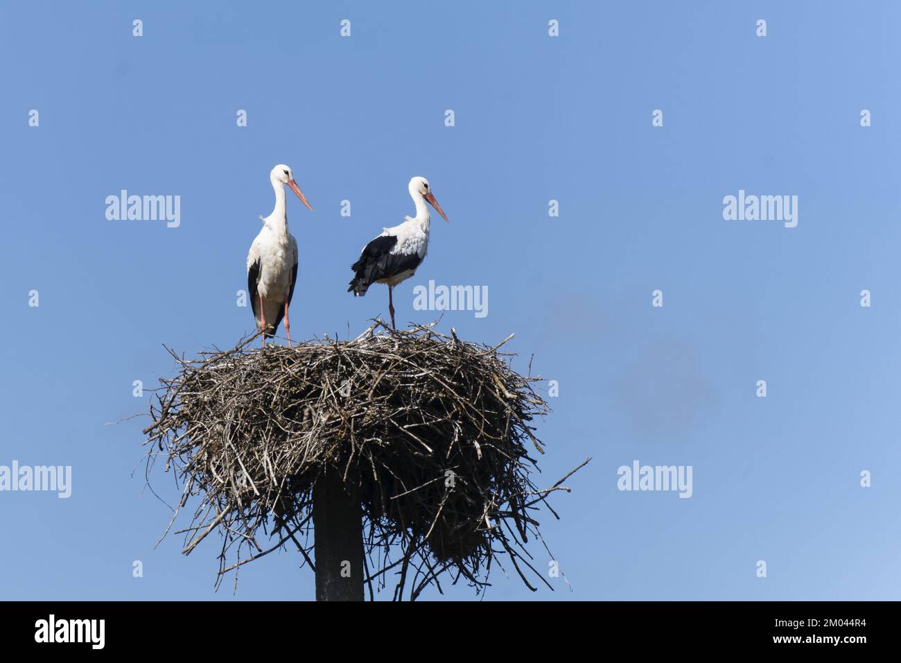 Ein paar weiße Störche stehen auf ihrem Nest, vor einem blauen Himmel. Stockfoto