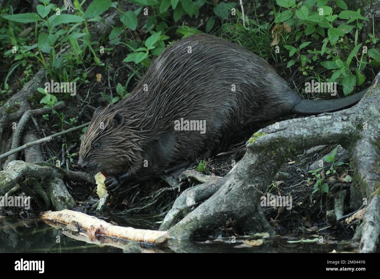 Europäischer Biber (Castor-Faser), der Apfel am Ufer eines Flusses isst, Allgäu, Bayern, Deutschland, Europa Stockfoto
