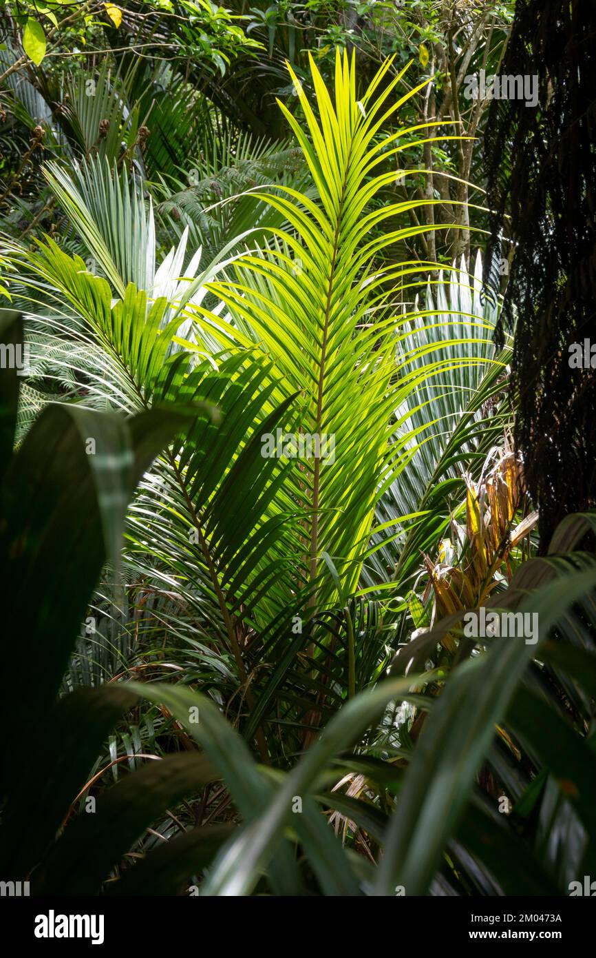 Nikau Palm Fronds, Victoria Reserve, Waiheke Island, Auckland, North Island, Neuseeland Stockfoto