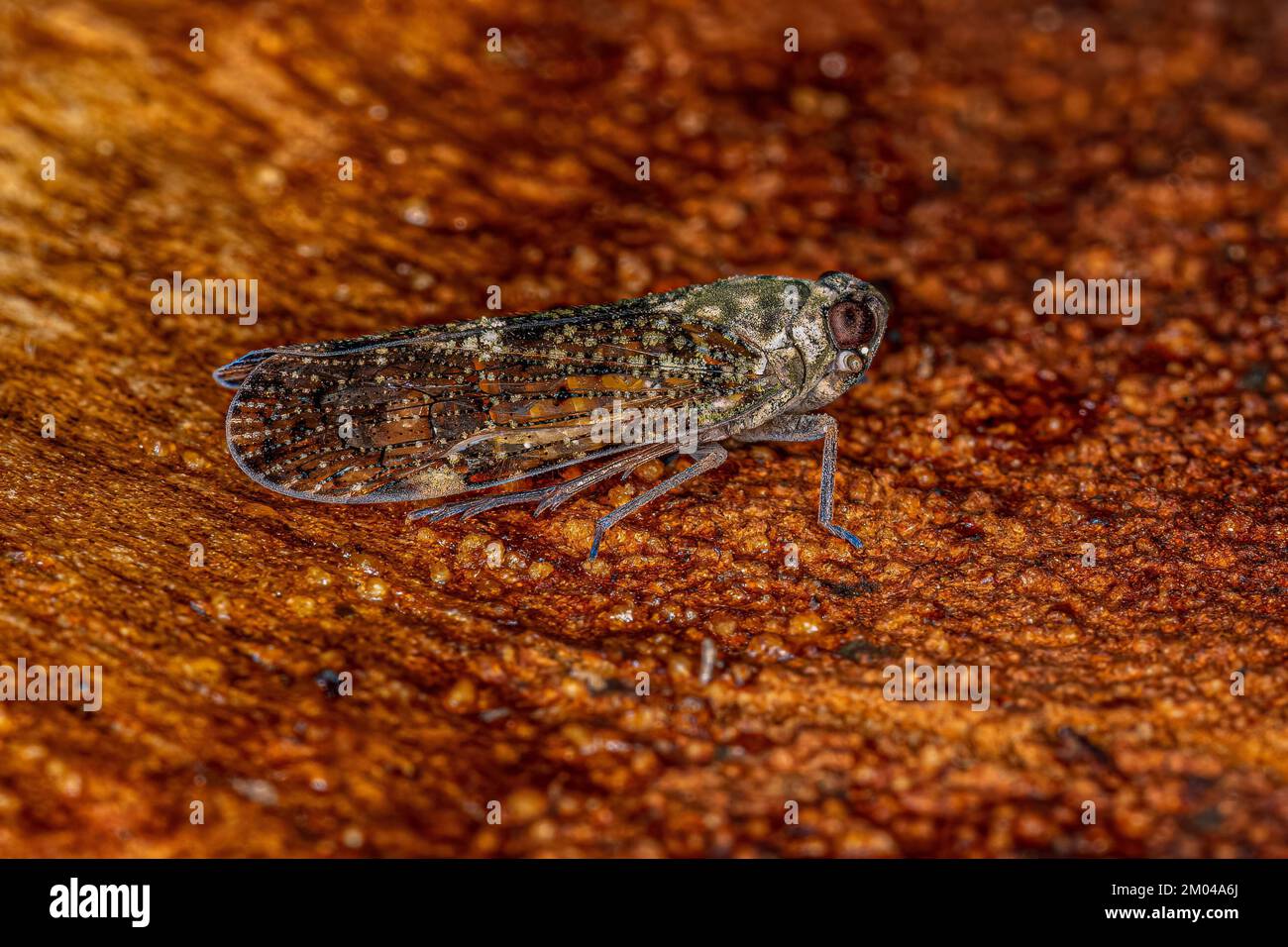 Erwachsene kleine Planthopper-Insekten der Gattung Mnemosyne Stockfoto