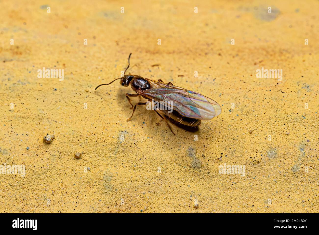 Erwachsene weibliche kleine Erwachsene Rover Königin Ameise der Gattung Brachymyrmex Stockfoto