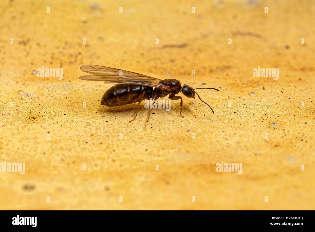 Erwachsene weibliche kleine Erwachsene Rover Königin Ameise der Gattung Brachymyrmex Stockfoto