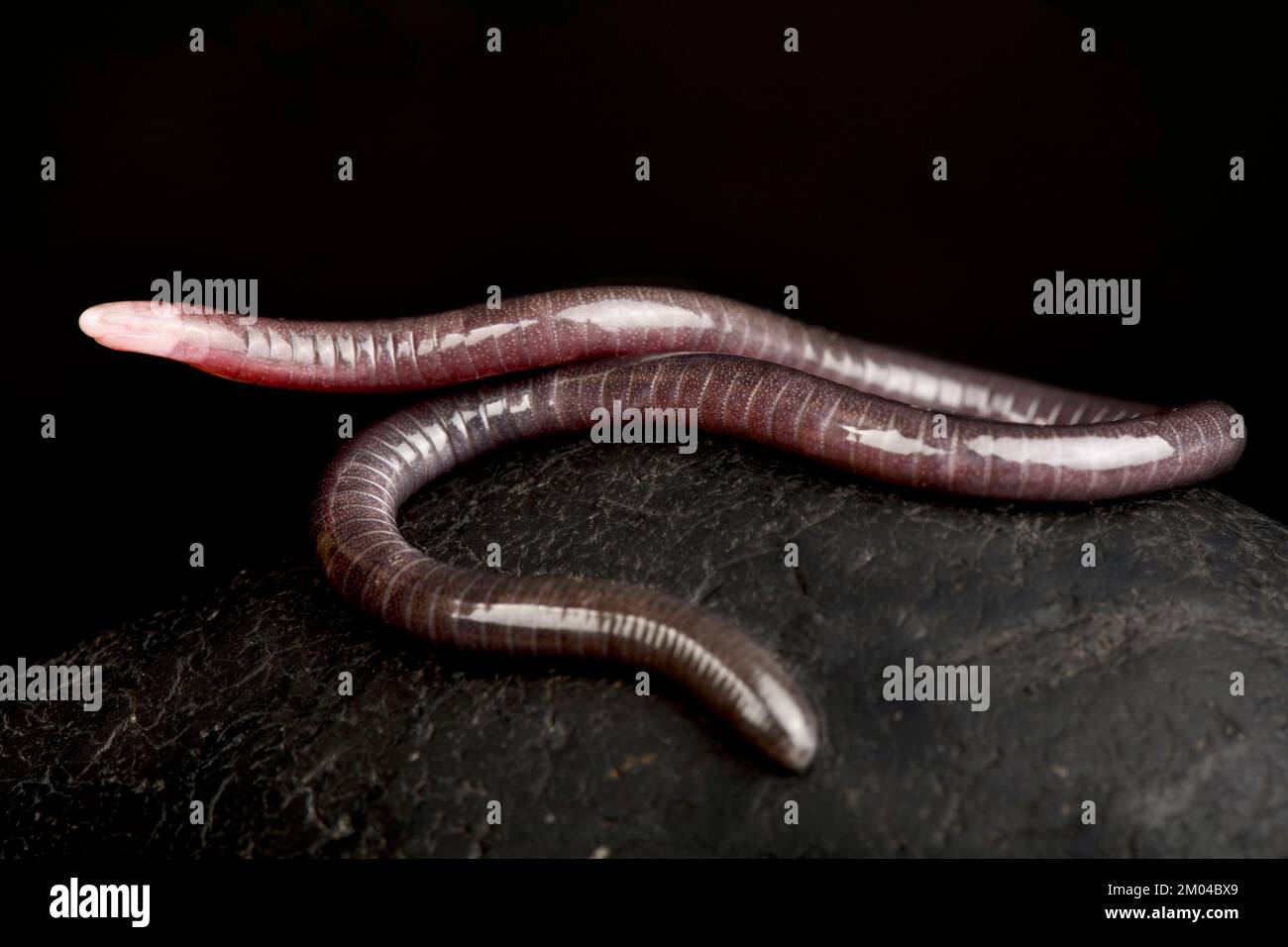Zwergkaecilian dunkel (Microcaecilia unicolor) Stockfoto