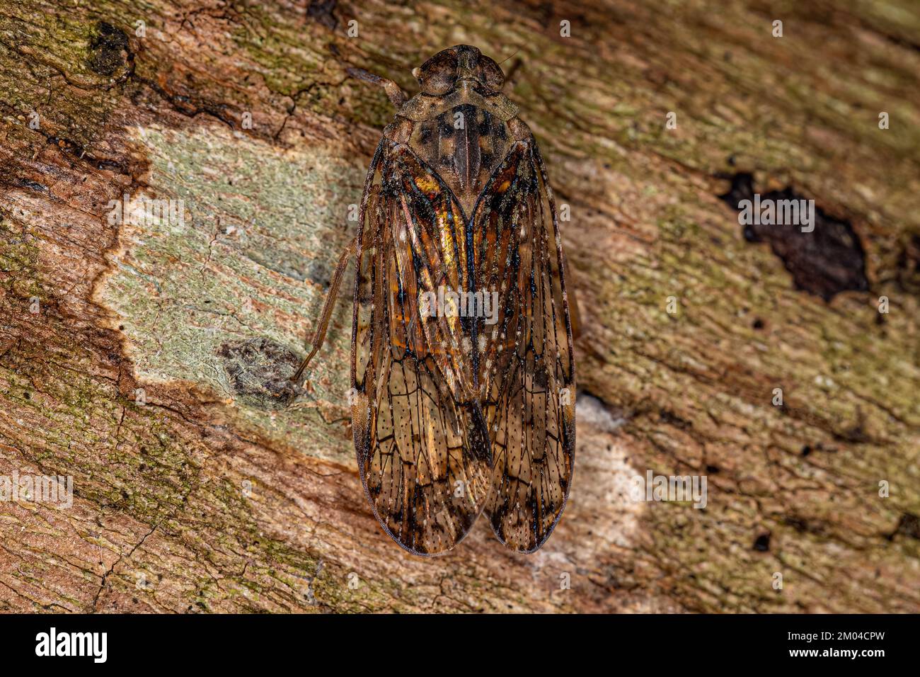 Erwachsene kleine Planthopper-Insekten der Gattung Mnemosyne Stockfoto
