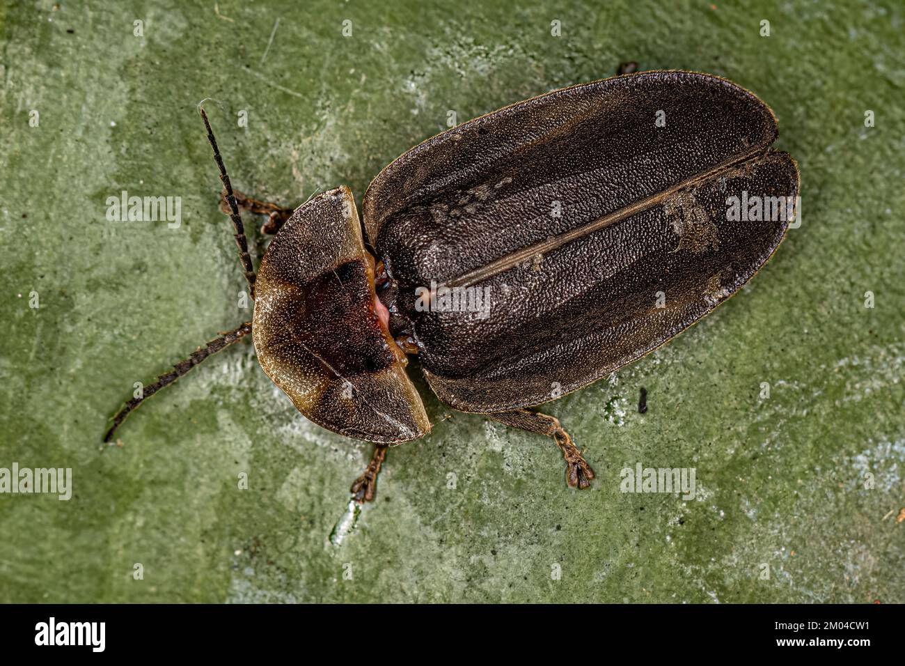 Erwachsener Firefly Beetle der Familie Lampyridae Stockfoto