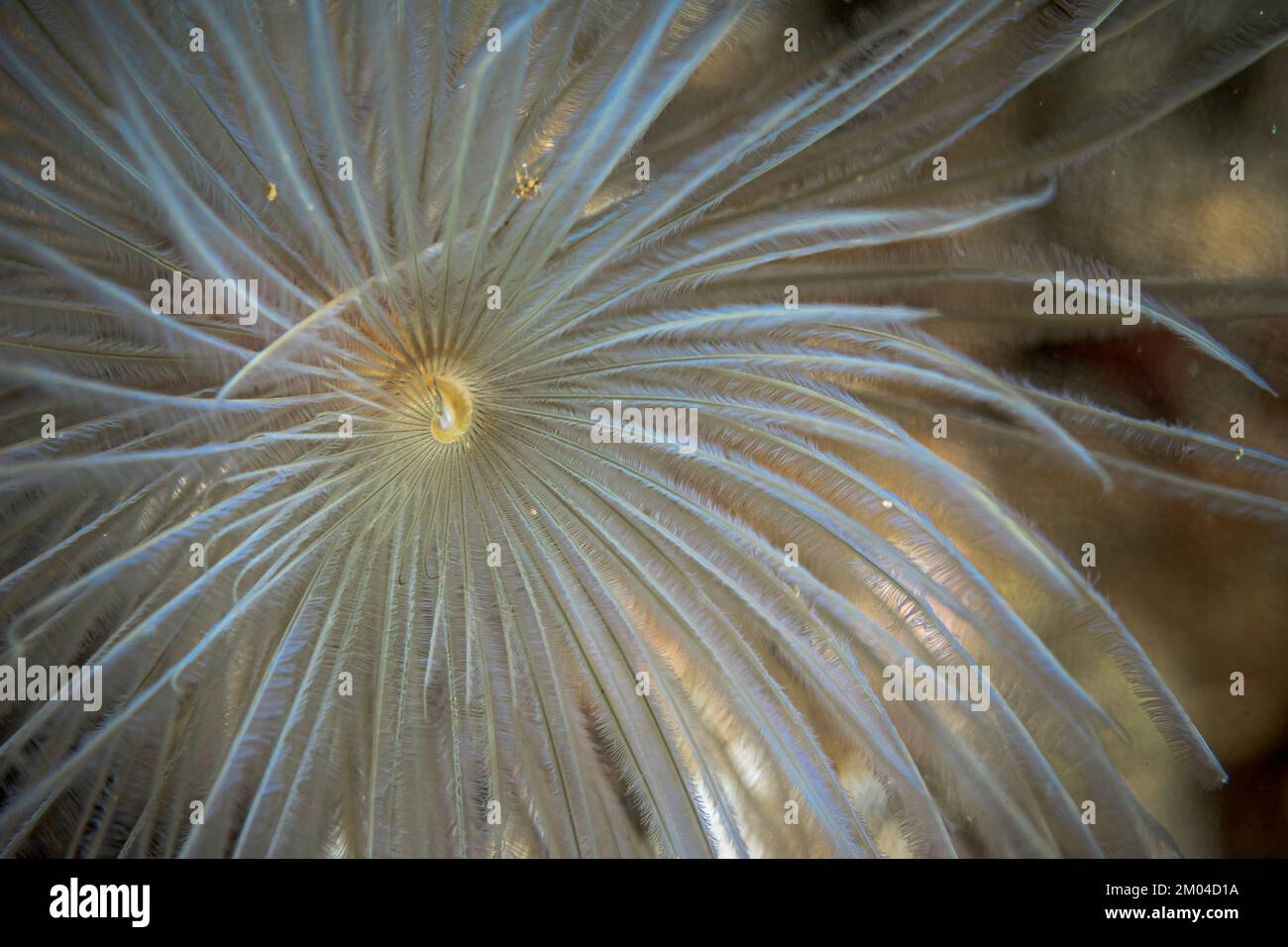 Nahaufnahme des Röhrenwurms unter Wasser im Mittelmeer Stockfoto