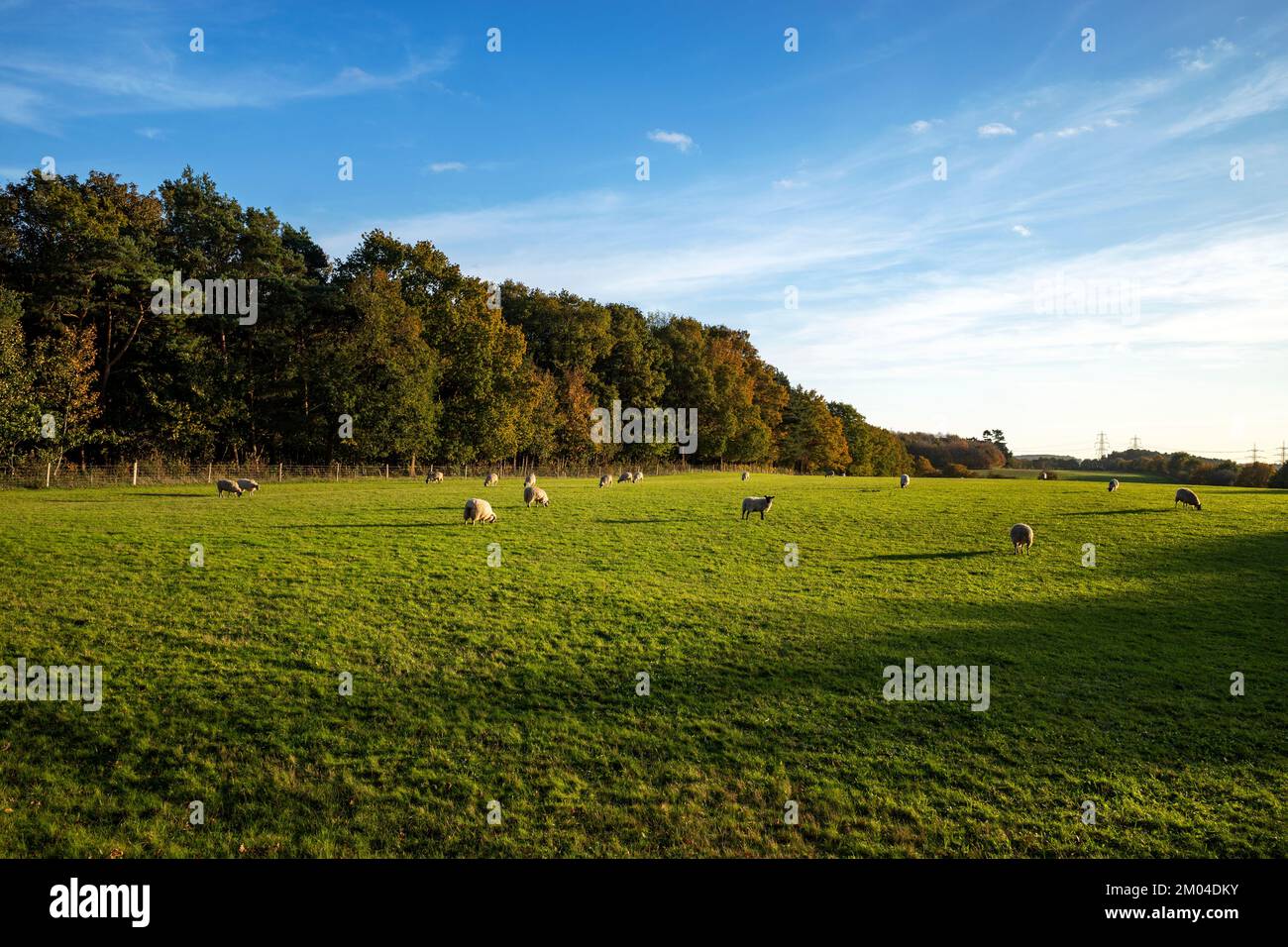 Land, das für eine grüne Grabstätte in Farham Suffolk UK genutzt werden soll Stockfoto