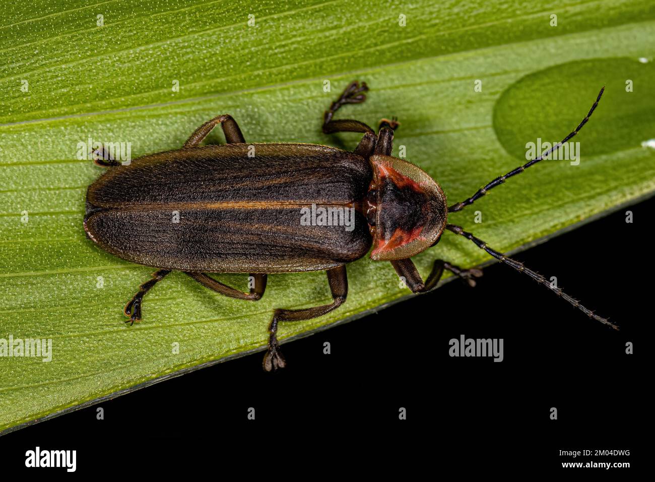 Erwachsener Firefly Beetle der Familie Lampyridae Stockfoto