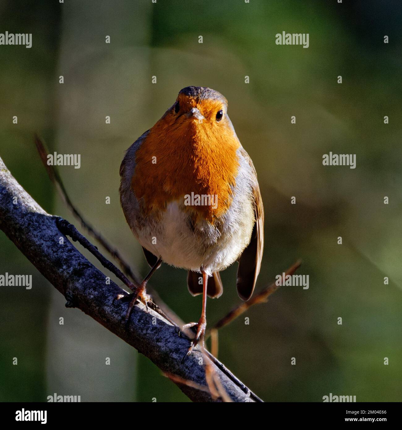 Robin Redbreast hockte auf einem Zweig in North Wales, Großbritannien Stockfoto