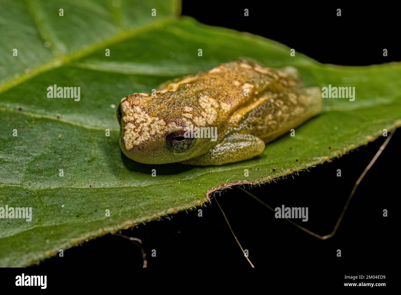 Gelbbaumfrosch der Gattung Dendropsophus Stockfoto