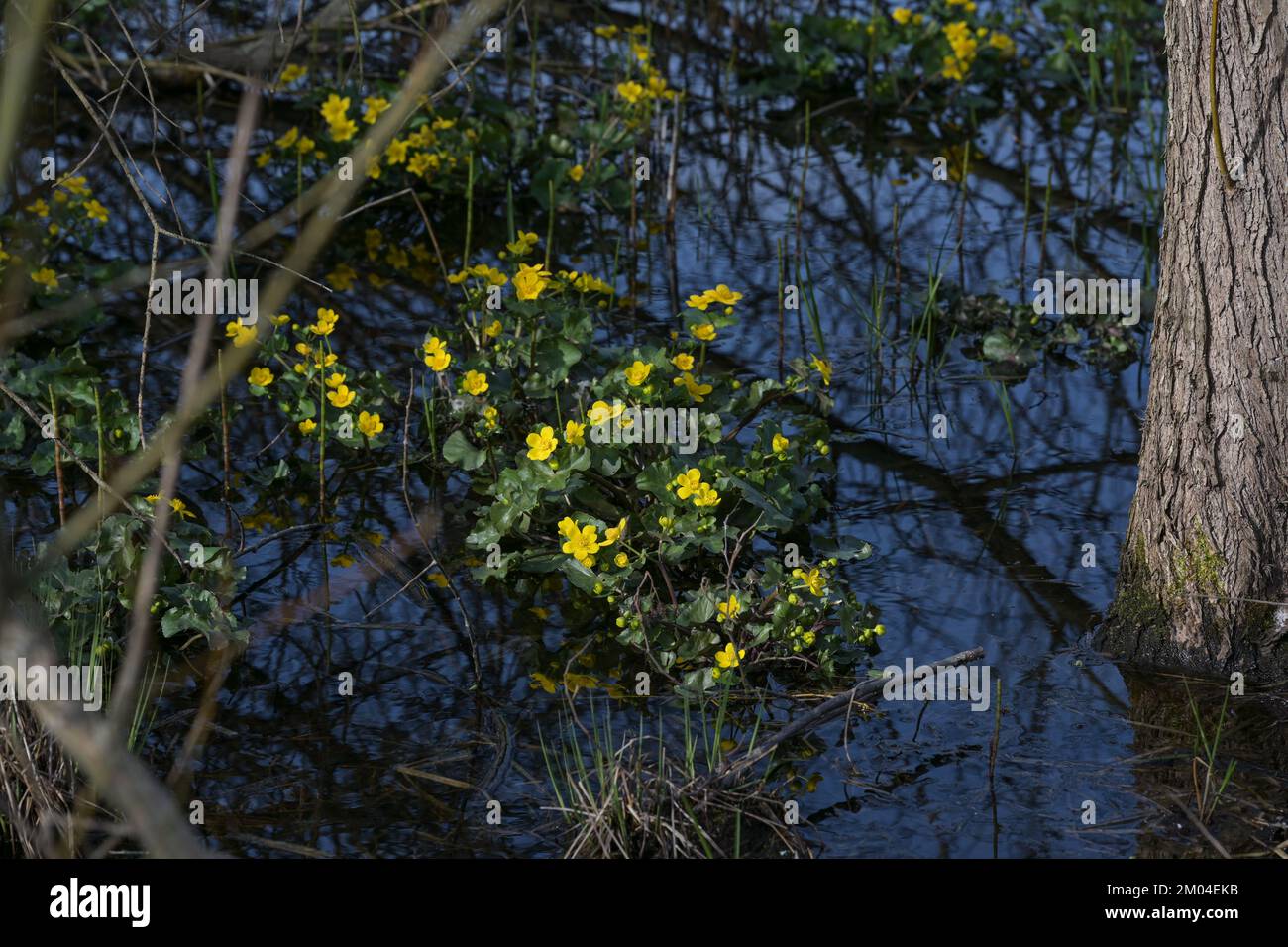 Blühende Marsholz (Caltha palustris) mit gelben Blumen im Frühling, dunkelblaues Wasser in einem Waldsee, Schönheit in der Natur, Umweltschutz Stockfoto