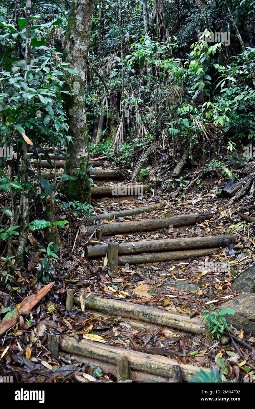 Hölzerne Treppe auf dem Park in Teresopolis, Rio de Janeiro, Brasilien Stockfoto