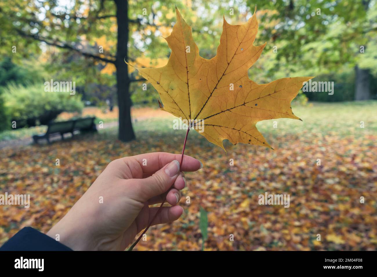 Grosses, leuchtend gelbes Ahornblatt in der Frauenhand im Herbst Stockfoto