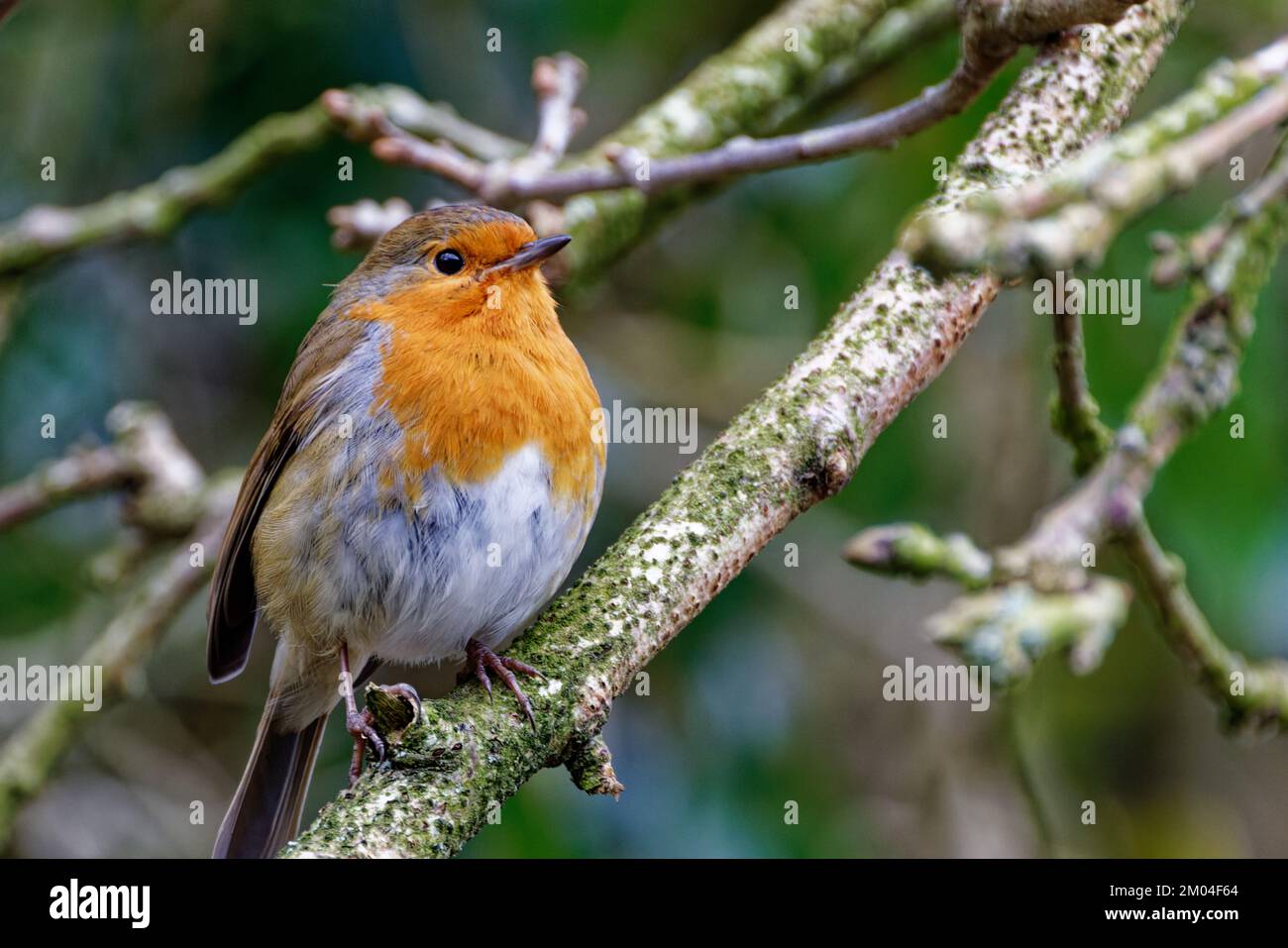 Robin Redbreast hockte auf einem Zweig in North Wales, Großbritannien Stockfoto