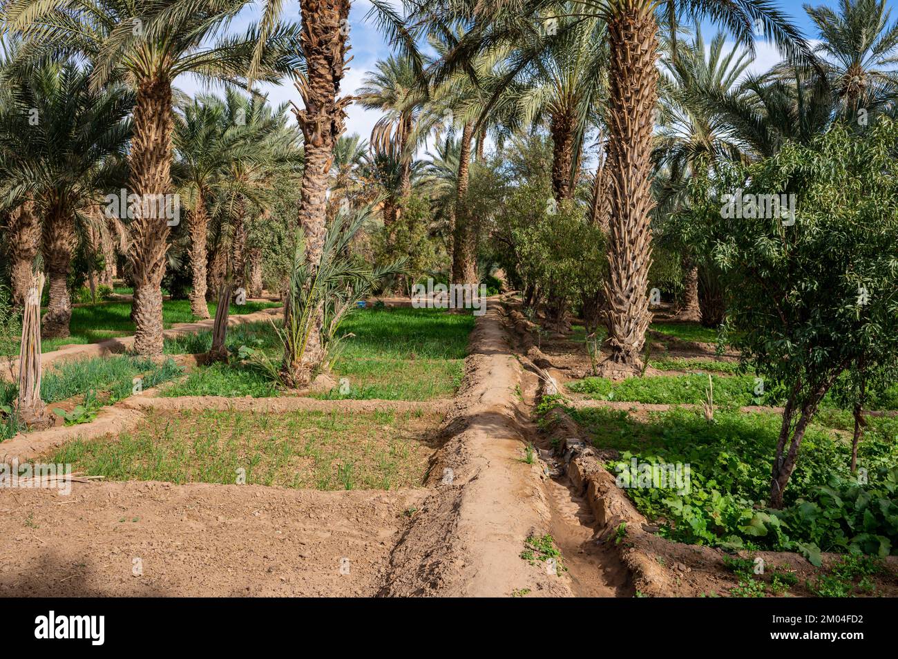 Eine typische afrikanische Oase in der Sahara, Marokko. Ökologische, extensive Landwirtschaft. Stockfoto