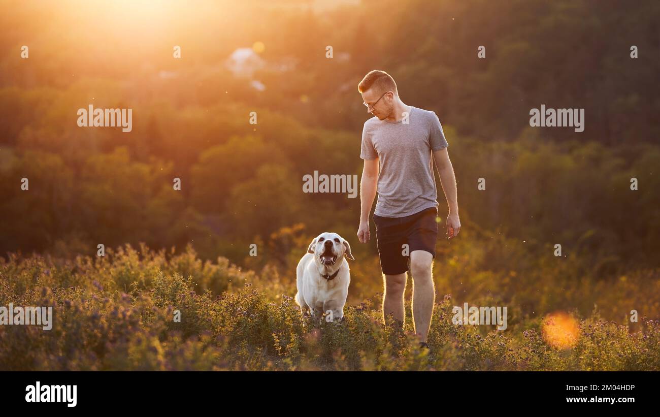 Mann mit Hund auf der Wiese bei Sonnenuntergang. Der Haustierbesitzer läuft mit dem glücklichen labrador Retriever. Stockfoto