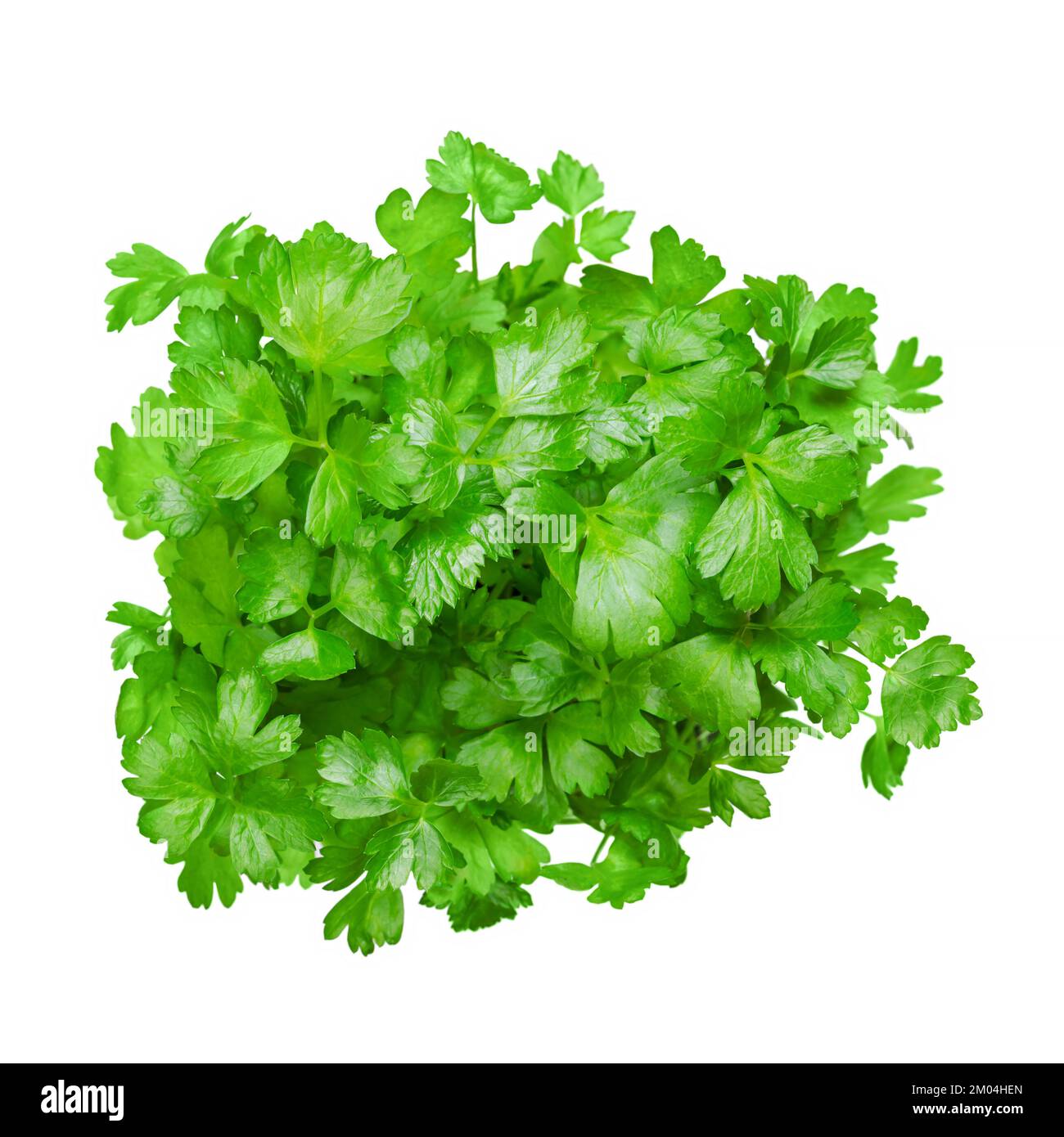 Flache Petersilie, isolierter Strauß, von oben. Petersilie mit hellgrünen und nicht zerknitterten Blättern. Petroselinum crispum, kultiviert als Küchenkraut. Stockfoto