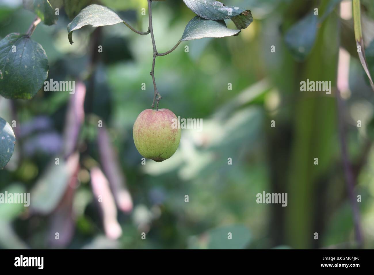 Rote kaschmir-Apfel kul Boroi Pflanze, süße kul Boroi Frucht im Dorf. Stockfoto