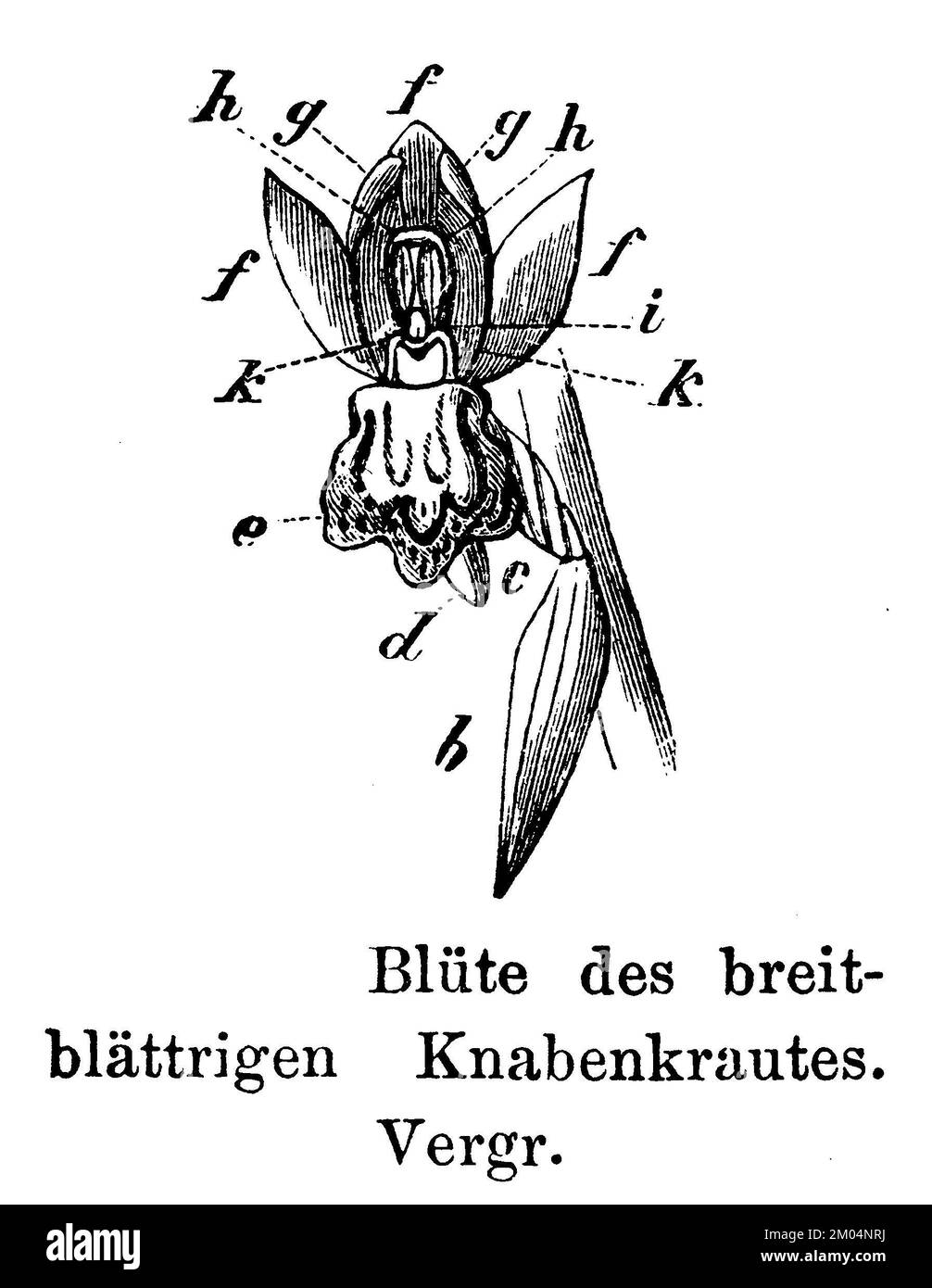 Breitblättrige Sumpforchidee, Blume, Dactylorhiza majalis, anonym (Botanisches Buch, 1897), Breitblättriges Knabenkraut, Blüte, Dactylorhize à Larges feuilles, fleur Stockfoto