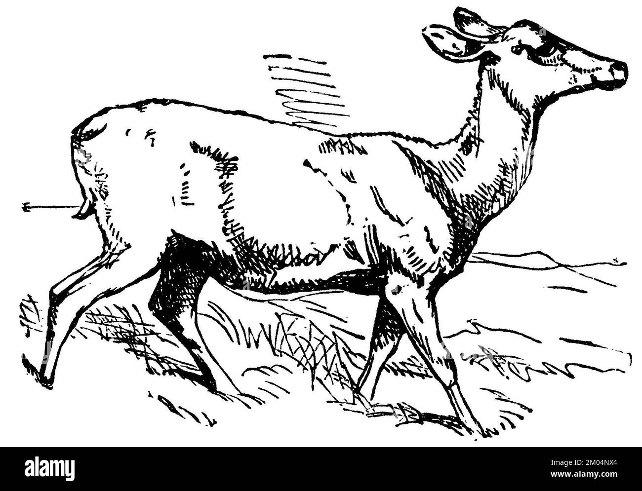 Red Deer, Cervus elaphus, anonym (Kochbuch, 1904), Rothirsch, cerf élaphe Stockfoto
