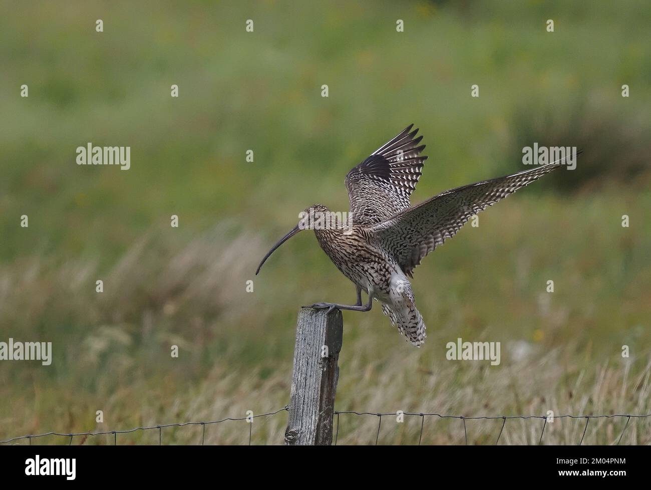 In der Zuchtsaison bleibt der Curlew bei Eiern oder jungen Tieren. Wenn sie dieses Verhalten zeigen, müssen Sie sicherstellen, dass Sie schnell und sicher abreisen. Stockfoto