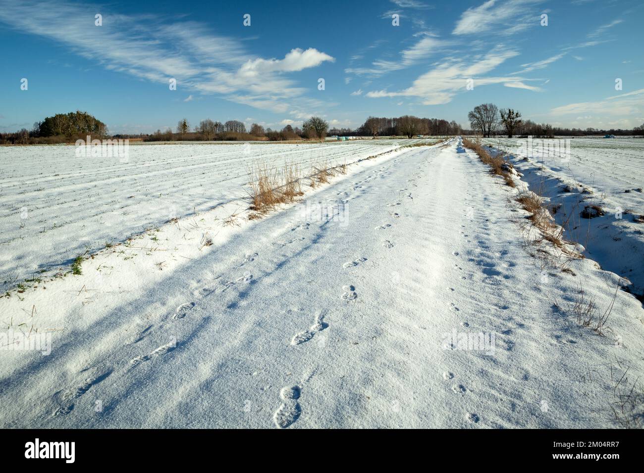 Fußspuren auf einer schneebedeckten Straße zwischen den Feldern, Winter sonniger Tag Stockfoto