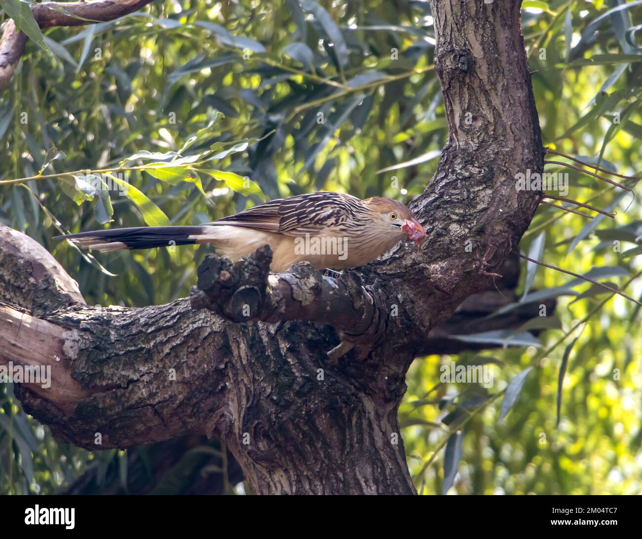 Der guira-Kuckuck (Guira guira) sitzt auf einem Baum mit rohem Fleisch im Schnabel Stockfoto