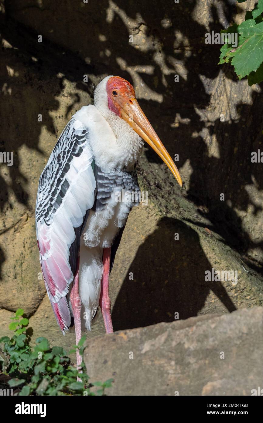 Milchstorch (Mycteria cinerea), der sich in der Sonne sonnt. Stockfoto