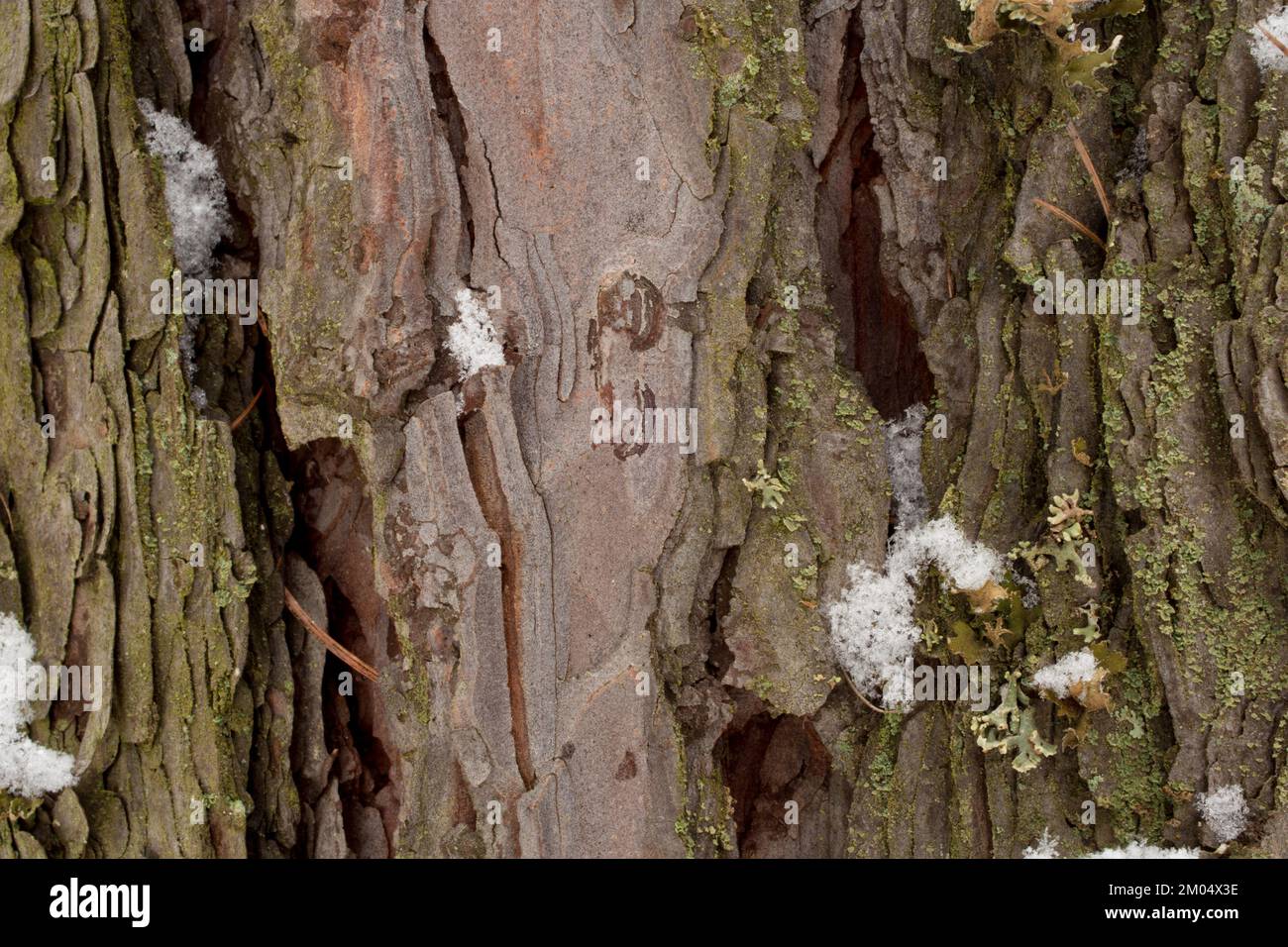 Schnee auf der Rinde einer westlichen Lärche, Larix occidentalis, entlang des Flusses Kootenai, östlich von Troja, Montana. Andere gebräuchliche Namen von L. occidentalis Stockfoto