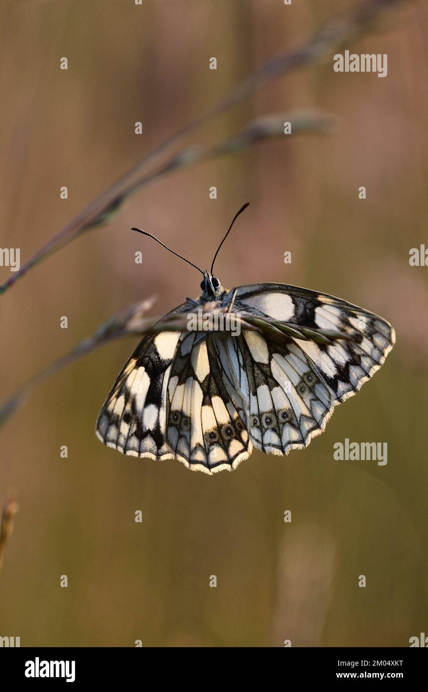 Marmorierte weißer Schmetterling Stockfoto