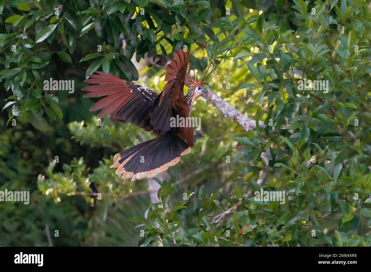 Hoatzin oder Andenfuß (Opisthocomus hoazin) im Flug, Manu Nationalpark Nebelwald, Peru Stockfoto