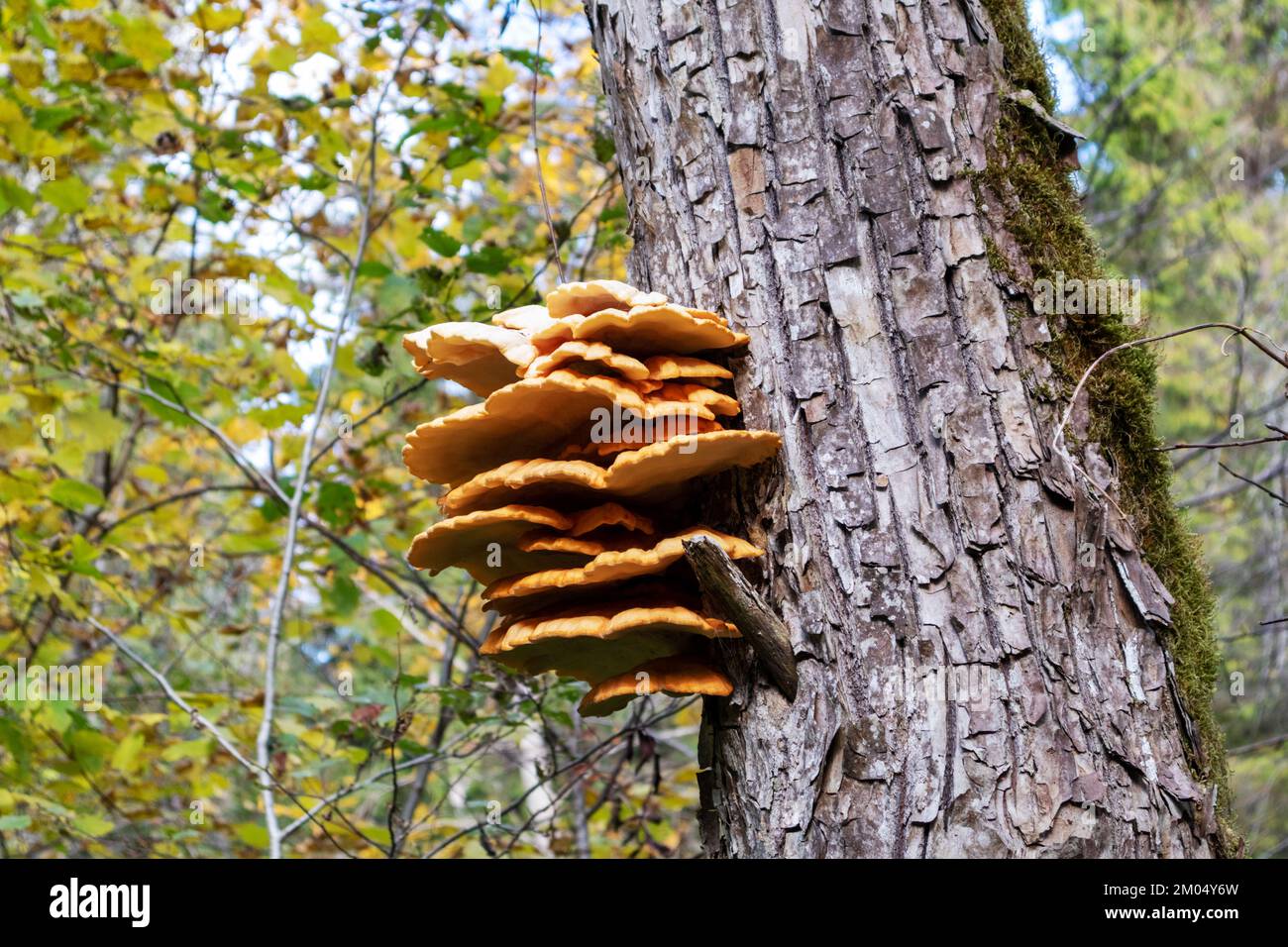 Gelbe Pilze auf einem braunen Baumstamm und grüne Bäume im Hintergrund Stockfoto