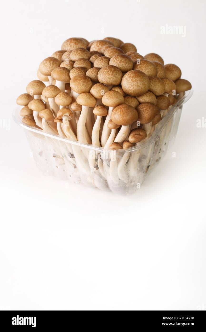 Shimeji isoliert Fotos und Bildmaterial in hoher Auflösung Alamy