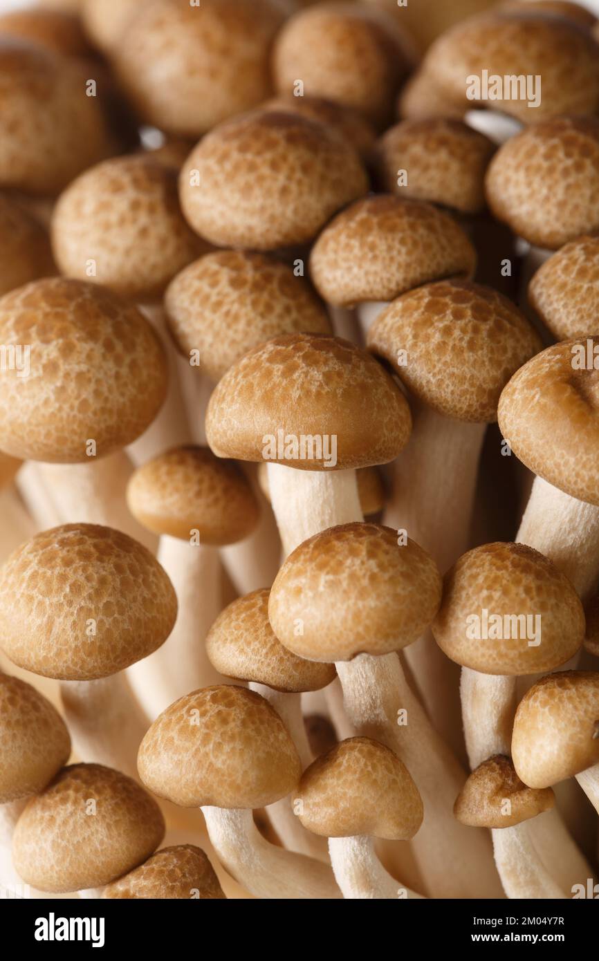 Draufsicht und Makroaufnahme von Shimeji Braunen Pilzen oder Buchen-Pilzen. Vertikaler Hintergrund Stockfoto