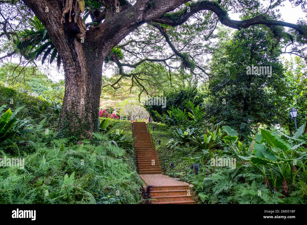 Fußweg im Fort Canning Park, einer der öffentlichen Grünflächen in Singapur. Stockfoto