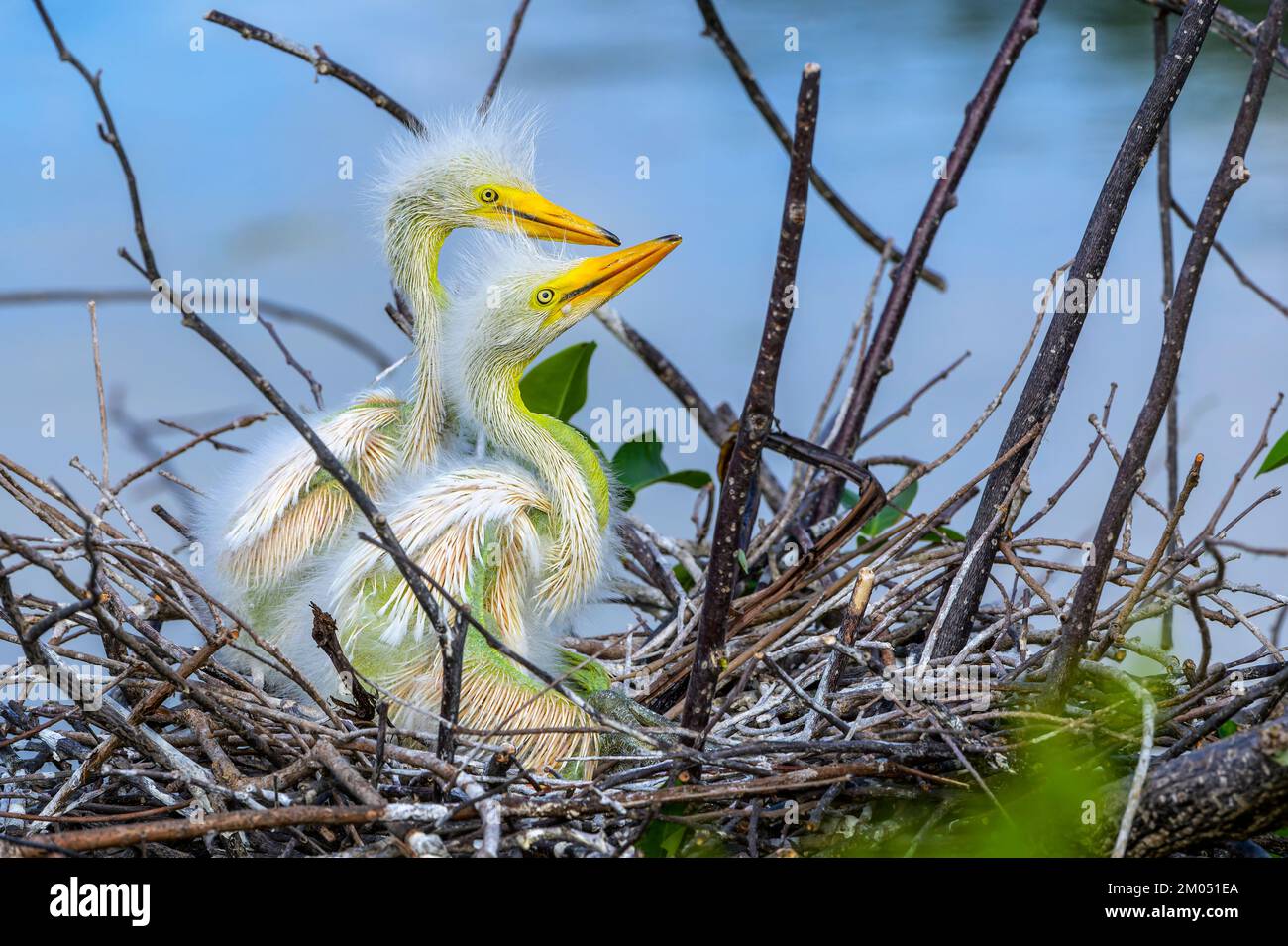 In den Wakodahatchee Wetlands, Florida, USA, gibt es in der Nestlandschaft der Großen Reiher (Ardea alba) Tussis zu sehen. Stockfoto