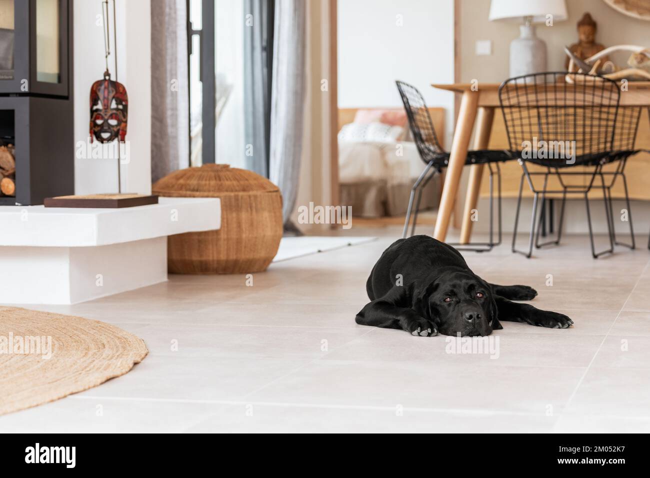 Schwarzer, pedigieriger Labrador-Hund ruht auf dem weißen, kühlen Boden einer eleganten Inselvilla im mediterranen Stil Stockfoto