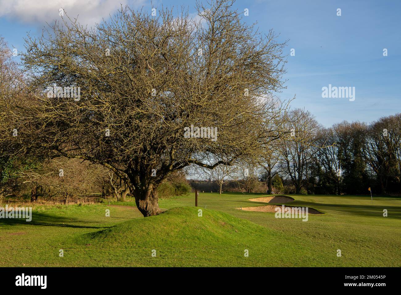 Maidenhead, Berkshire, Großbritannien. 1.. Februar 2022. Der Golfplatz Maidenhead wird in den lokalen Stadtplan für die Sanierung aufgenommen. Cala Homes plant, über 2.000 Häuser auf dem Gelände zu bauen, und die Einheimischen sind darüber wütend. Der Golfplatz umfasst eine Gegend mit uralten Wäldern und ist ein großer Lebensraum für alle Arten von Tieren, einschließlich Hirsche, Dachse, Fledermäuse und Eichhörnchen. Die Einheimischen stellen einen Plan zusammen, um die Sanierung des Golfplatzes Maidenhead zu stoppen. Kredit: Maureen McLean/Alamy Stockfoto