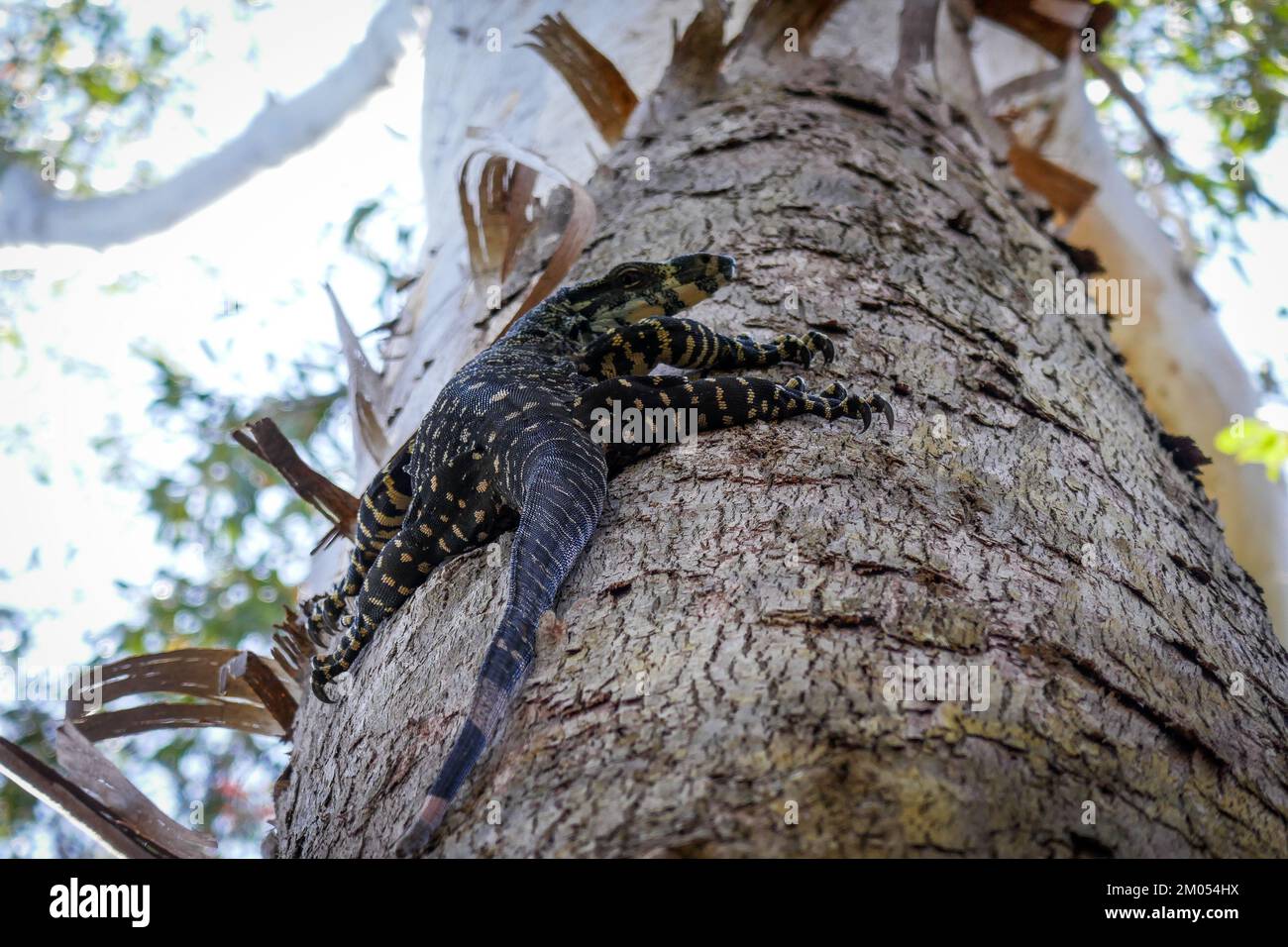 Eine australische Spitzenstickerin, die auf einen Baum klettert Stockfoto