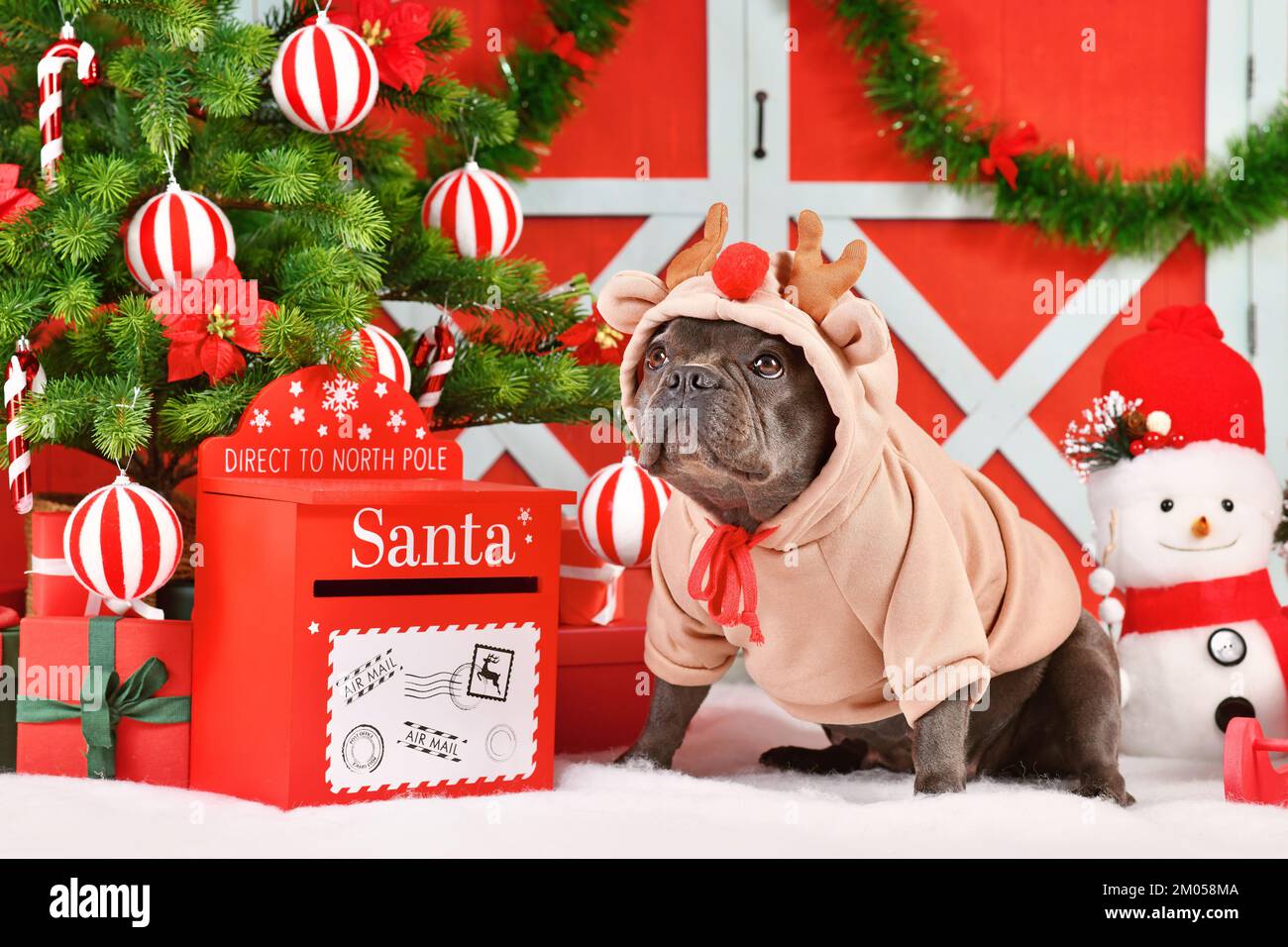 Französischer Bulldog mit Rentier-Kostüm-Pullover zwischen der Weihnachtsdekoration Stockfoto