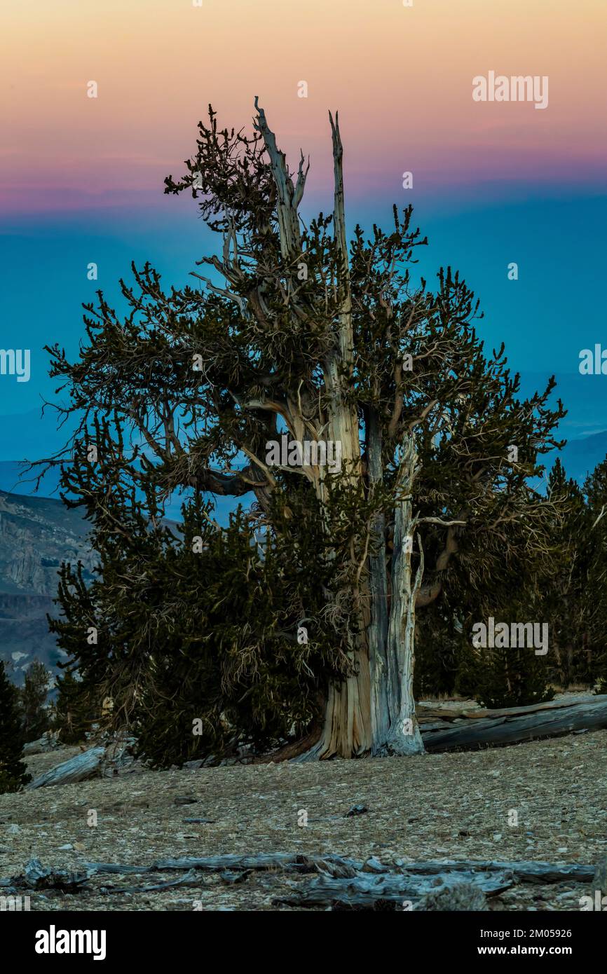 Abenddämmerung im alten Bristlecone Pine Forest, Inyo National Forest, Kalifornien, USA Stockfoto