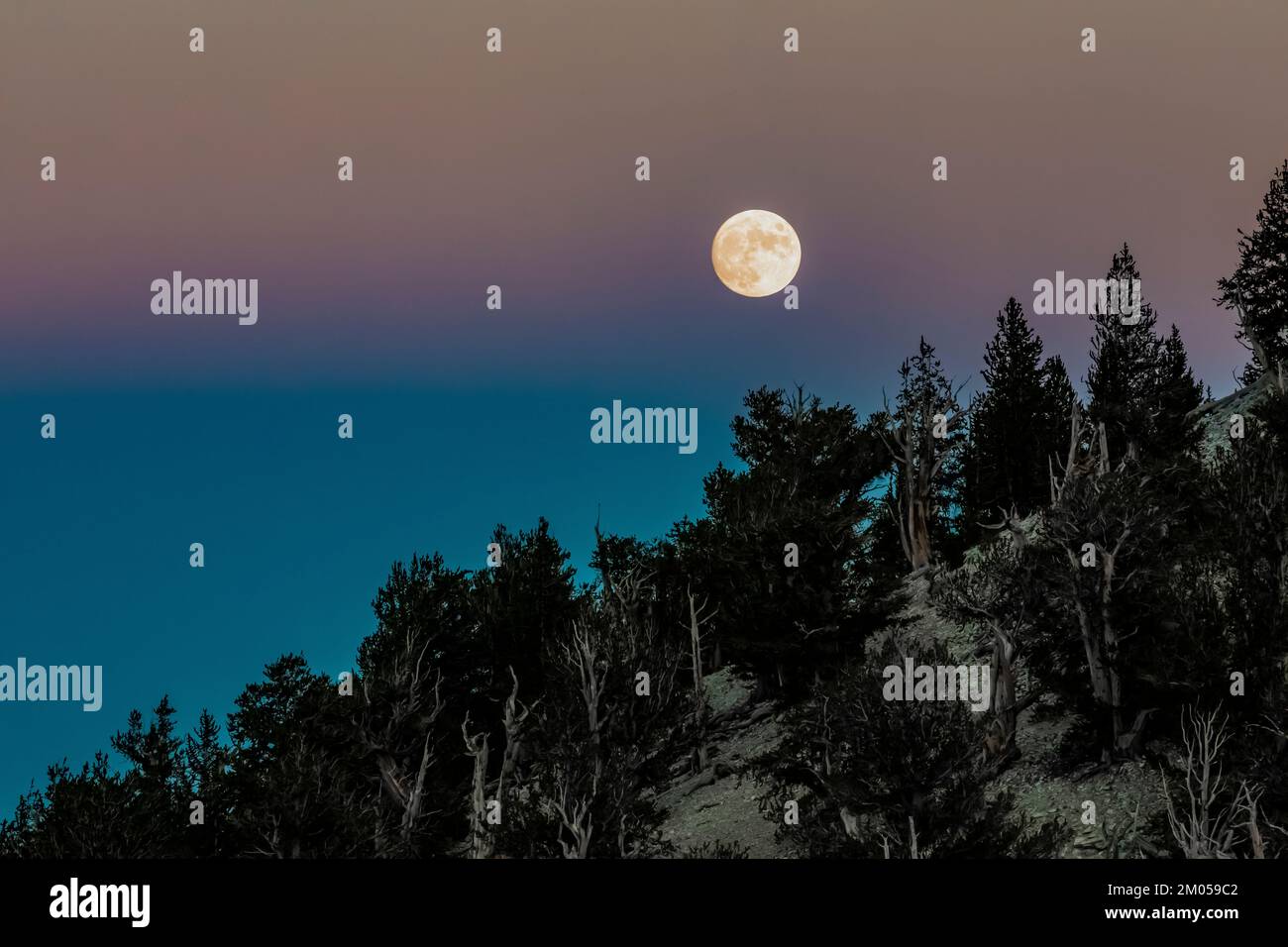Mondaufgang über dem Patriarch Grove, dem antiken Bristlecone Pine Forest, dem Inyo National Forest, Kalifornien, USA Stockfoto
