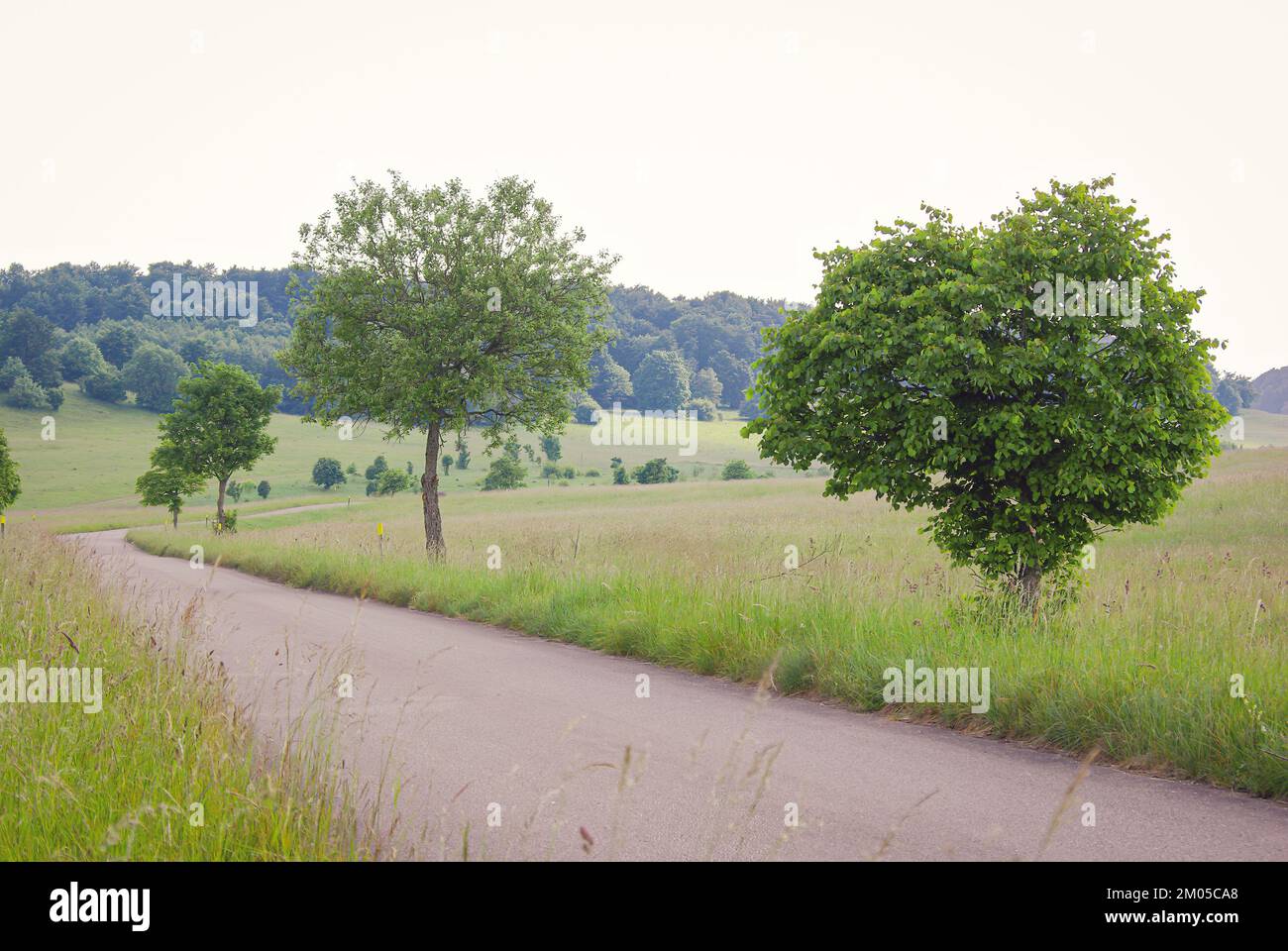 Landschaft der Schwäbischen Alb um einen Wanderweg auf dem ehemaligen Münsinger Militärtrainingsgebiet, Baden-Württemberg. Stockfoto