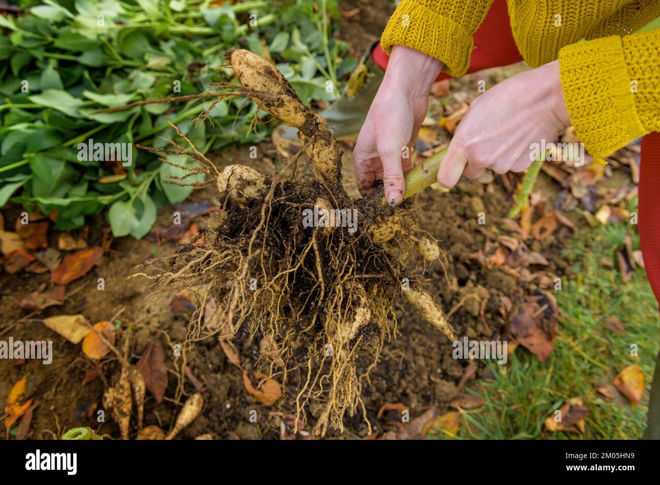 Frau gräbt Dahlia-Knollen, reinigt sie und bereitet sie für die Winterlagerung vor. Jobs im Herbst im Gartenbau. Überwintern der Dahlia Knollen. Stockfoto