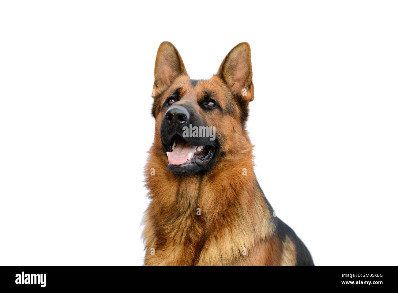 Porträt eines deutschen Schäferhundes, der im weißen Hintergrund aufblickt. Service oder Working Male Dog isoliert auf weißem Hintergrund. Stockfoto