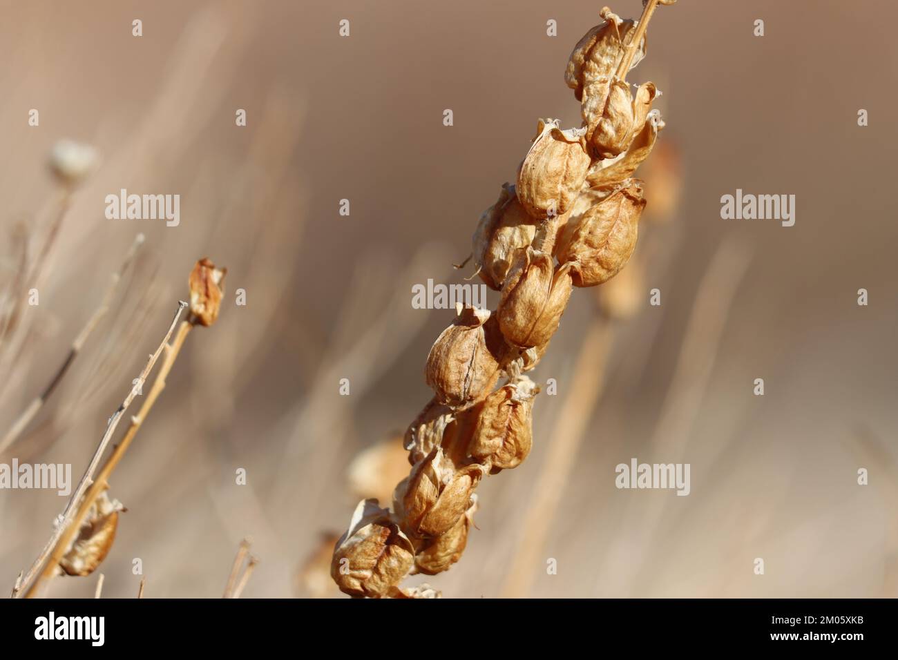 Arten der ökologisch wichtigen parasitären Gattung Castilleja hinterlassen fruchtbare Überreste, deren Samen hier verteilt sind, in der nördlichen Mojave-Wüste. Stockfoto