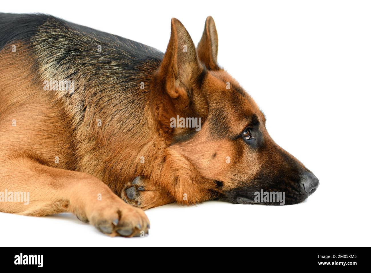 Porträt eines süßen deutschen Schäferhirten, der auf weißem Hintergrund lagert. Service oder Working Male Dog isoliert auf weißem Hintergrund Stockfoto