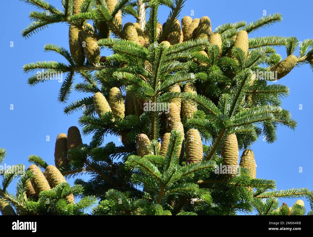 Nadelbaum weiß Nadelbaum immergrün Nordmann Stockfoto