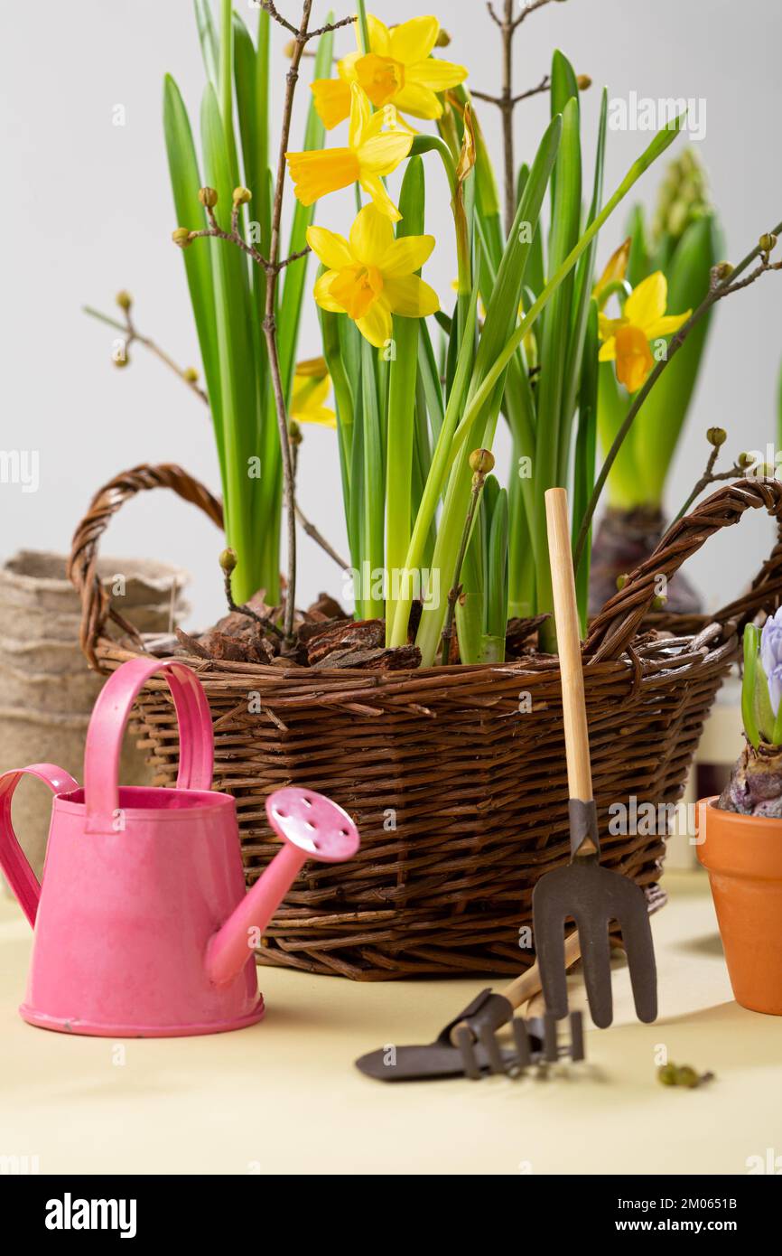 Frühlingskonzept Gartenwerkzeug und Blumen Narzissen Stockfoto